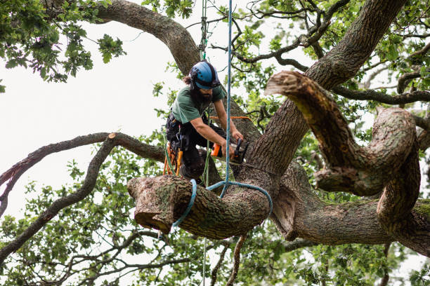 Trusted Union City, TN Tree Removal Services Experts